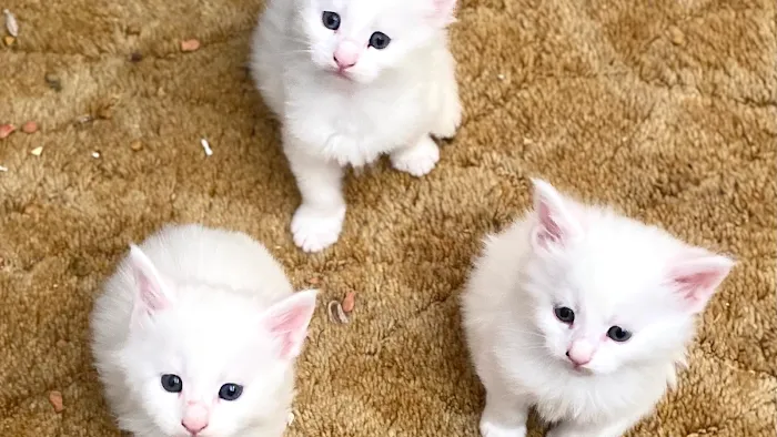 Russian Tails Maine Coons 12