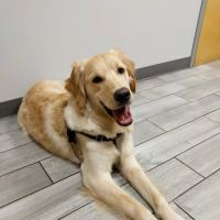 Kingsbury Animal Hospital ico