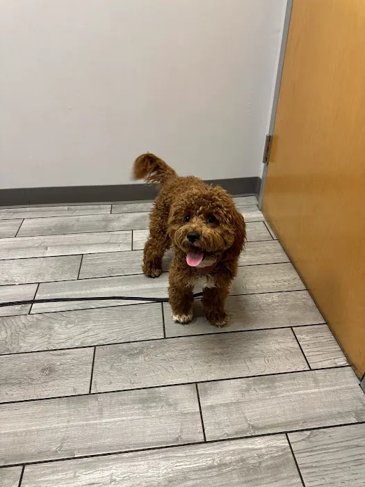 Kingsbury Animal Hospital 12
