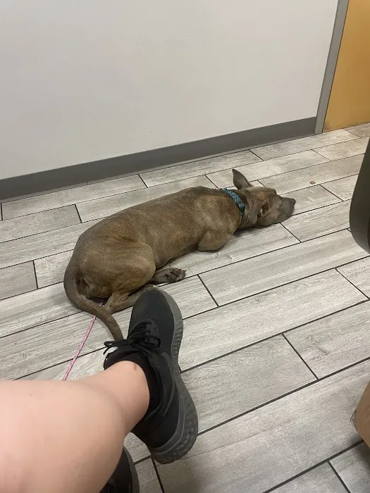 Kingsbury Animal Hospital 12