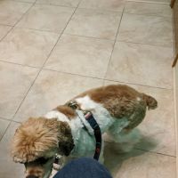 Gateway City Animal Clinic ico
