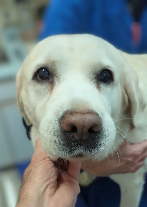 Pawpatch Animal Hospital 12