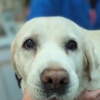 Pawpatch Animal Hospital ico