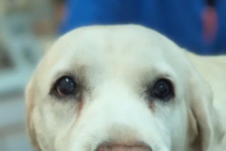 Pawpatch Animal Hospital
