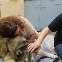 Florissant Animal Hospital ico