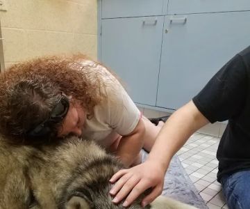 Florissant Animal Hospital