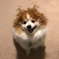 Banfield Pet Hospital ico