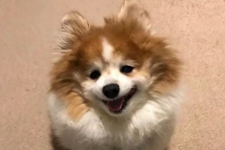 Banfield Pet Hospital