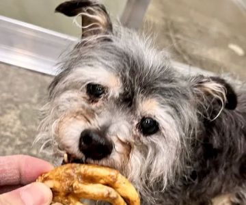 The Seattle Barkery