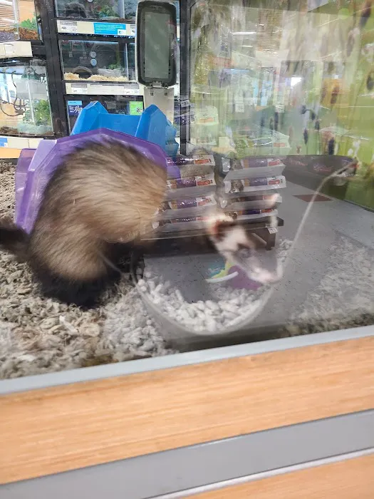 Petco 8