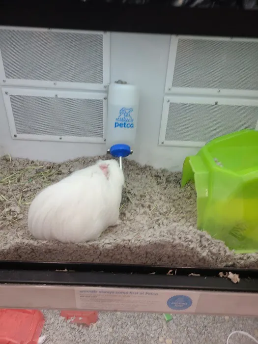 Petco 4