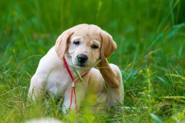 Animal Medical Center of Mid-America - St. Louis City 12