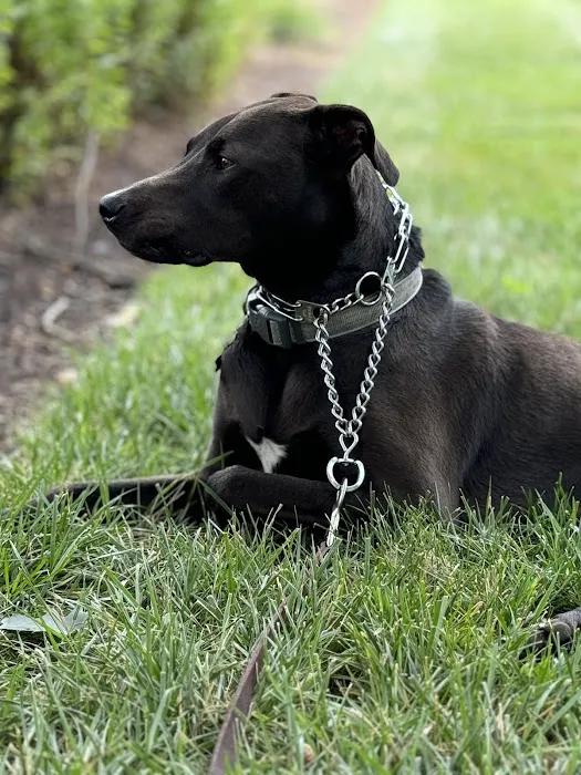 Animal Medical Center of Mid-America - St. Louis City 12