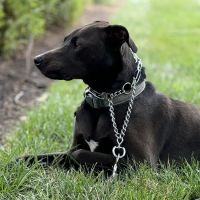 Animal Medical Center of Mid-America - St. Louis City ico