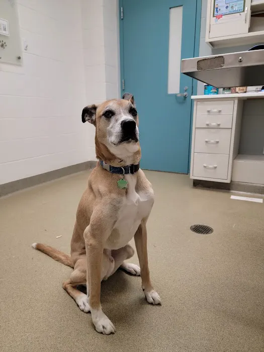Animal Medical Center of Mid-America - St. Louis City 12