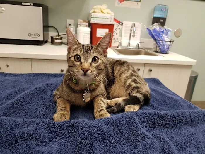 Animal Medical Center of Mid-America - St. Louis City 12