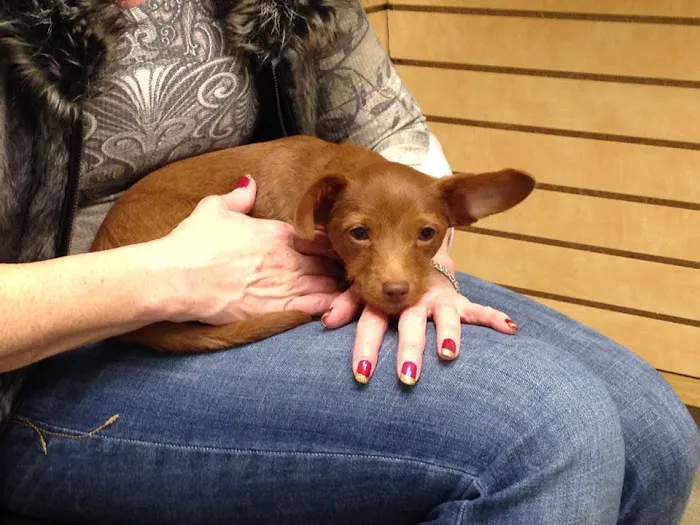 Animal Medical Center of Mid-America - St. Louis City 12