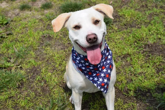 Animal Medical Center of Mid-America - St. Louis City 12
