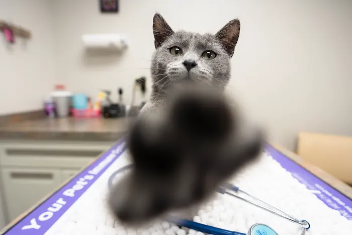 Hillside Animal Hospital 12