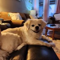 Hampton Animal Hospital ico