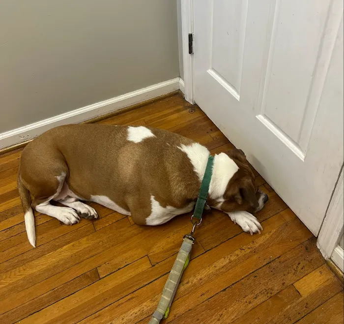 Hampton Animal Hospital 12