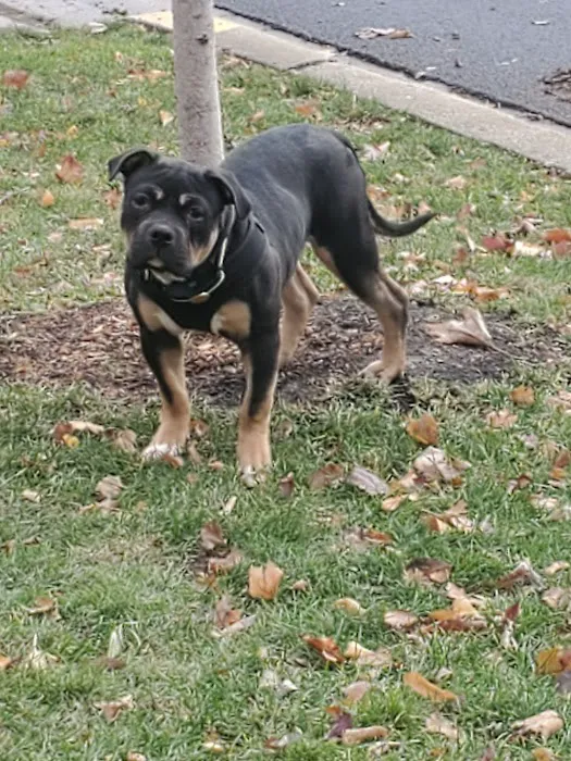 Hampton Animal Hospital 12