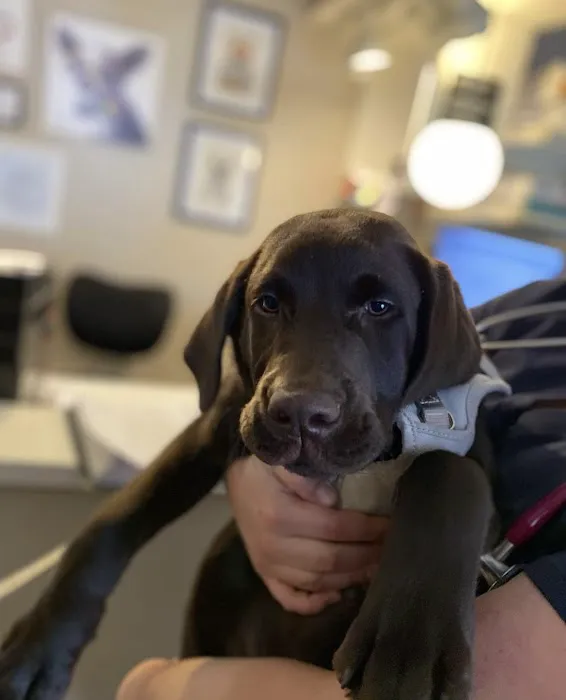 Hampton Animal Hospital 12