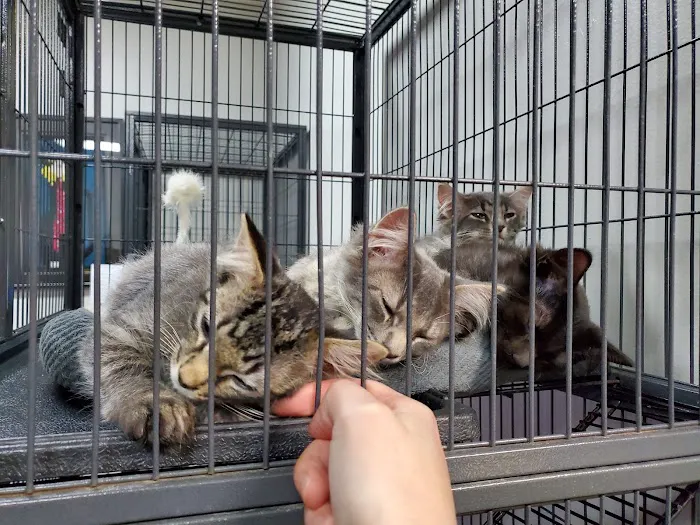 City Cat Clinic Inc 12