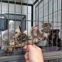 City Cat Clinic Inc ico
