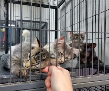 City Cat Clinic Inc