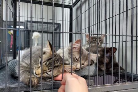 City Cat Clinic Inc