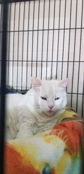 City Cat Clinic Inc 12