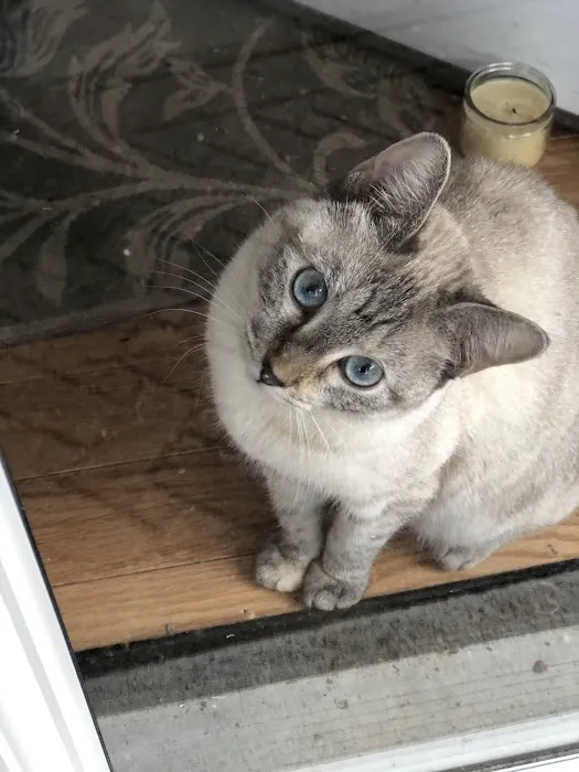 City Cat Clinic Inc 12