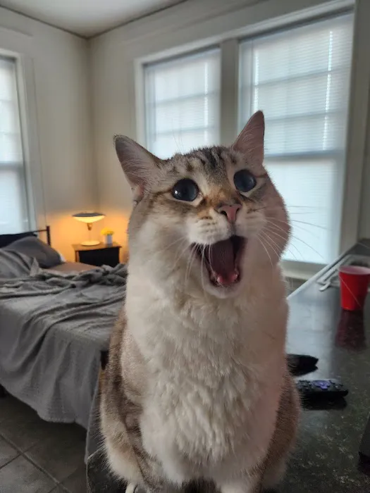 City Cat Clinic Inc 12
