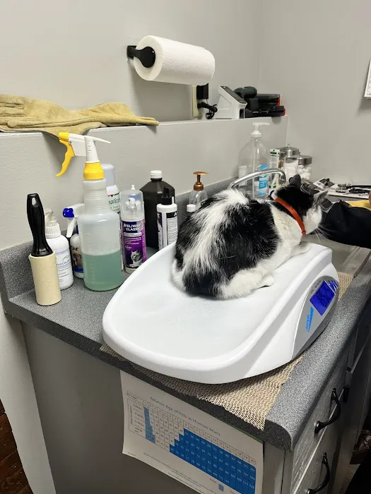 City Cat Clinic Inc 12