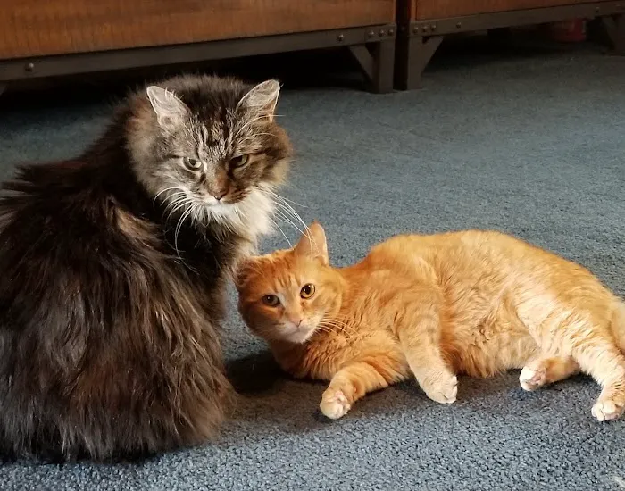 City Cat Clinic Inc 12