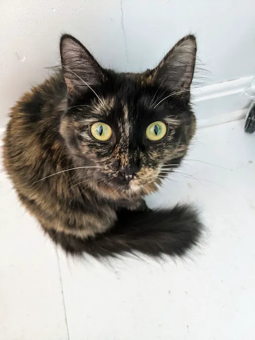 City Cat Clinic Inc 12