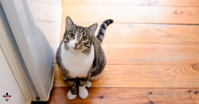 City Paws Veterinary Clinic 12
