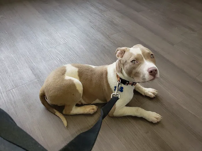 City Paws Veterinary Clinic 12