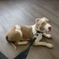 City Paws Veterinary Clinic ico