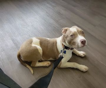 City Paws Veterinary Clinic