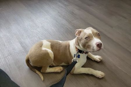 City Paws Veterinary Clinic
