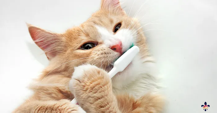 City Paws Veterinary Clinic 12