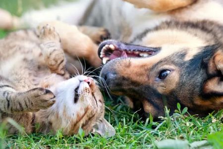 St. Peters Animal Hospital