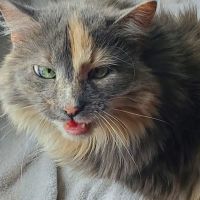 O'Fallon Veterinary Medical Center ico