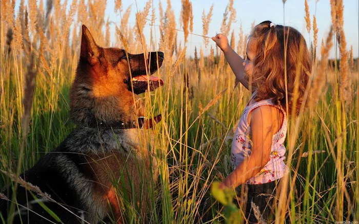 O'Fallon Veterinary Medical Center 10