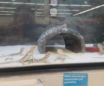 Petco