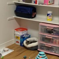 Petco ico