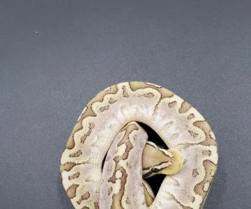 Sweet4Serpents
