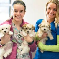 North Main Animal Hospital ico